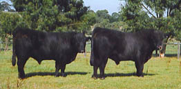 Buchanan Park Welsh Black Cattle Breeding farm Stud Bulls Heifers for sale welsh black cattle breeding farm Victoria Australia