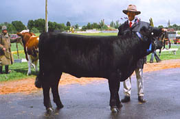 Buchanan Park Welsh Black Cattle Breeding farm Stud Bulls Heifers for sale welsh black cattle breeding farm Victoria Australia