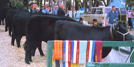 Buchanan Park Welsh Black Cattle Breeding farm Stud Bulls Heifers for sale welsh black cattle breeding farm Victoria Australia